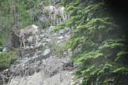 158 - Maligne Canyon, Medicine Lake, Maligne Lake - IMG_1237